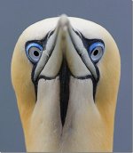 northern-gannet_thumb.jpg