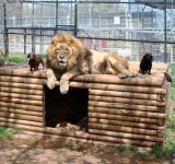 Dachshunds - with Lion.jpg