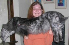 big-maine-coon-3.jpg