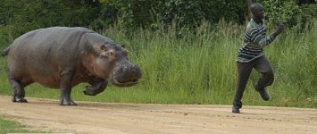 angry_hippo_04.jpg