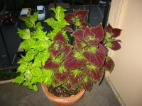 IMG_0018.JPG