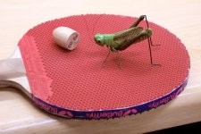 locust contemplating plug.jpg