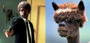 Samuel L Jackson - Pulp Fiction.jpg