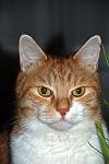 Cat - Emil.JPG