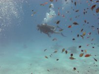 DIVE 037.jpg