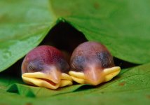 newborn birds.jpg