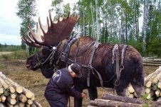 Moose_in_harness_t620.jpg