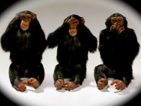 monkeys.jpg