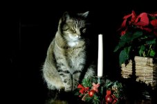 xmas cat.jpg