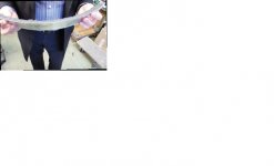 Mbl melon lamnella after dampening has been applied.jpg