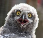 owls-being-cute-11.jpg