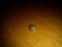 DSC00065.jpg