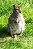 Z- Bowland Boar Park Icon.JPG