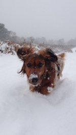 _65398771_jeremyhart_snow.jpg