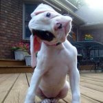 cute-puppy-with-head-tilted-to-the-side.jpg
