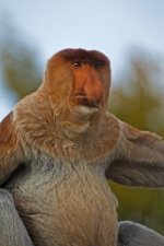 monkey-with-a-big-nose.jpg
