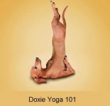 Dachshund - Yoga 101.jpg