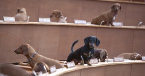 dachshund-UN_Jorge-de-Araujo_154-MAIN-cropped.jpg