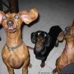 Dachshund - Goffy looking..jpg