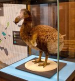 dodo-slidev2_118899_1-1.jpg