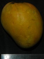 alphonso2_7x9.jpg