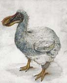 dodo5copy.jpg