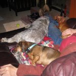 Dogs in daddy's lap.jpg