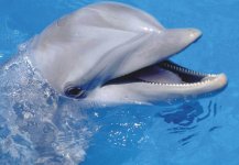 Flipper.jpg