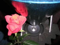 rose.jpg