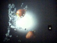 pic5.jpg
