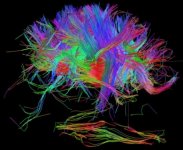 BrainWiring1.jpg
