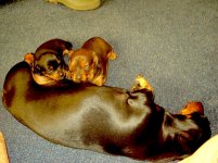 pups.jpg