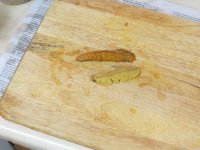 IMG_1523.jpg