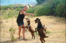 Goats - Angeline.jpg