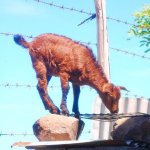Goat - sniffing BBQ.jpg