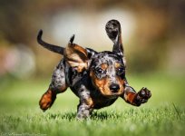 Dachshund - Cute Puppy.jpg