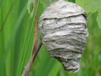 Hornets Nest.jpg