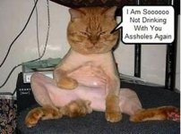 Cat - shaved.jpg