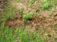 Dachshunds 1 - Moles 0.jpg