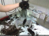 shaved-cat.jpg