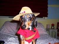 Canada Day Dachshund.jpg