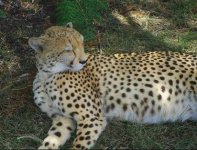 cheetah.JPG