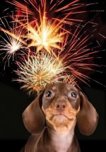July 4th Dachshund puppy.jpg