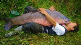 Fishy - man-carp-a.jpg