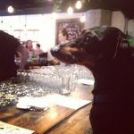 Bar dachshund.jpg