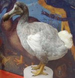 Dodo.jpg