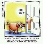 Doggys - Lavatory Retriver.jpg
