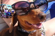 Sunglasses - with sunbathing woman.jpg