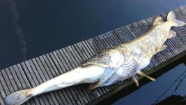 snoek_snoek.jpg