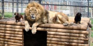 Lion with Dachshunds.jpg